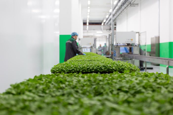 Agricultural processing line with leafy produce